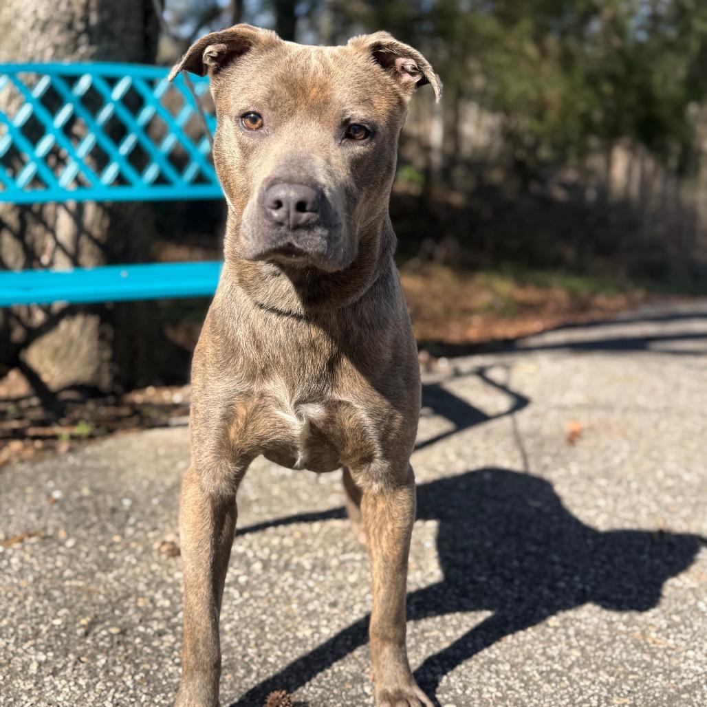 Enlarge Grumpy Gills McGhee, a Adoptable Mixed Breed in Monroeville, AL image 3/4
