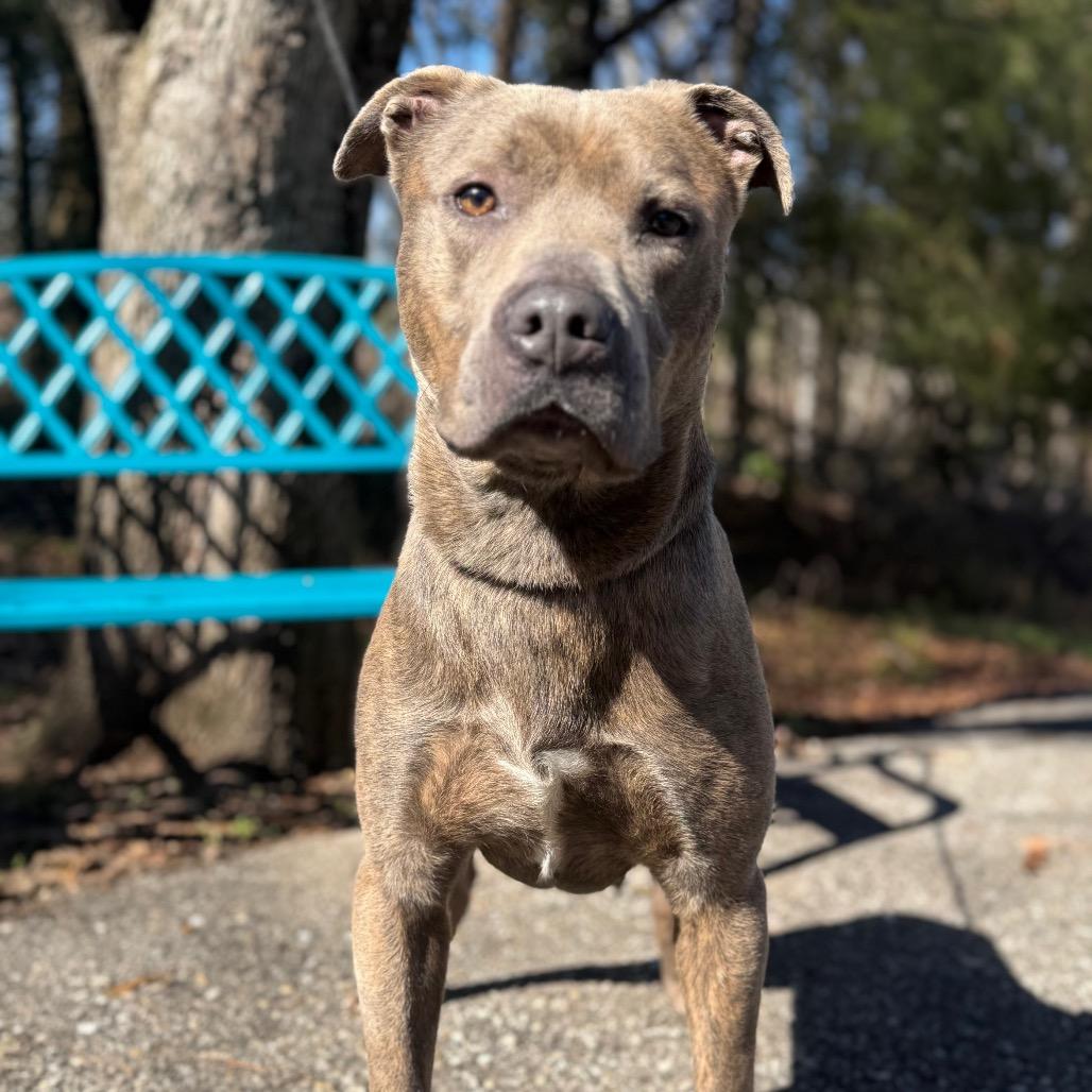 Enlarge Grumpy Gills McGhee, a Adoptable Mixed Breed in Monroeville, AL image 4/4