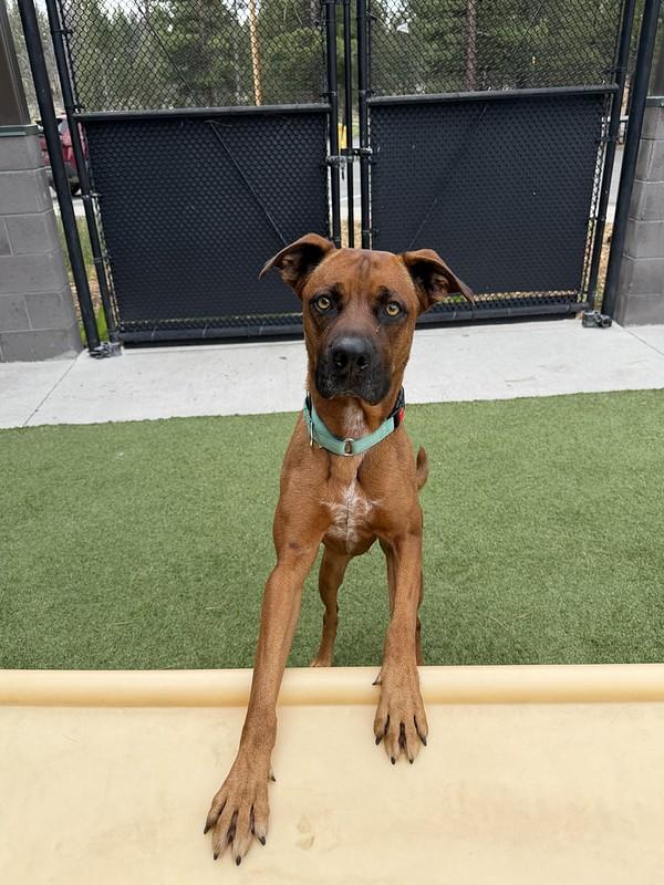 Banjo, a ADOPTABLE mixed breed in Truckee, CA image 4/4