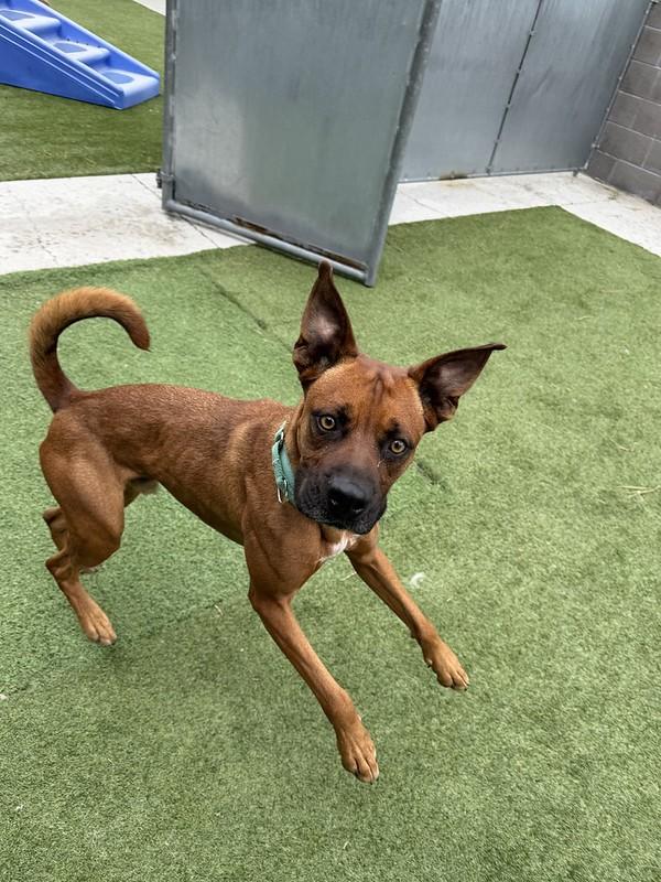 Banjo, a ADOPTABLE mixed breed in Truckee, CA image 3/4