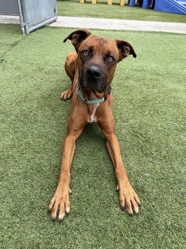 Banjo, a ADOPTABLE mixed breed in Truckee, CA image 2/4