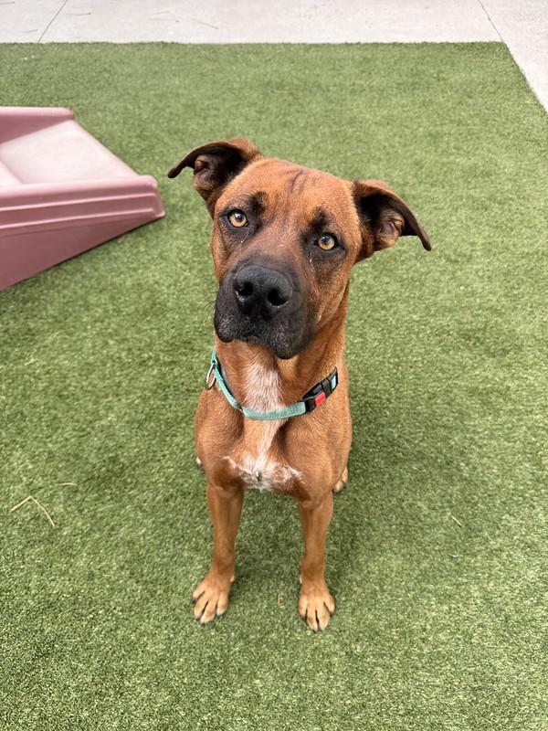Banjo, a ADOPTABLE mixed breed in Truckee, CA image 1/4