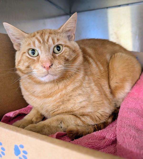 Armstrong, Adoptable, Adult Male Domestic Short Hair.