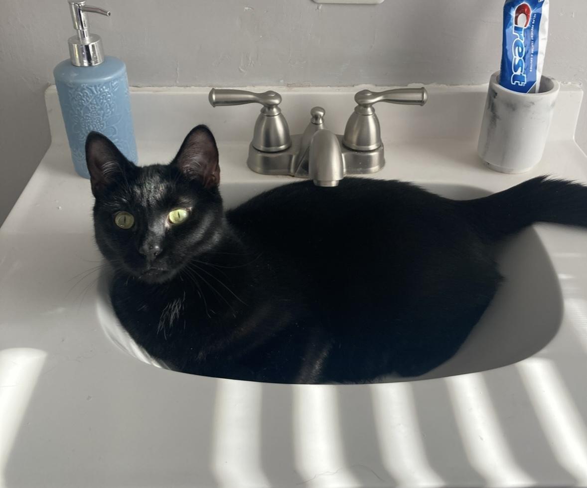 Enlarge JAX, a ADOPTABLE Domestic Short Hair in Churchville, PA image 1/5