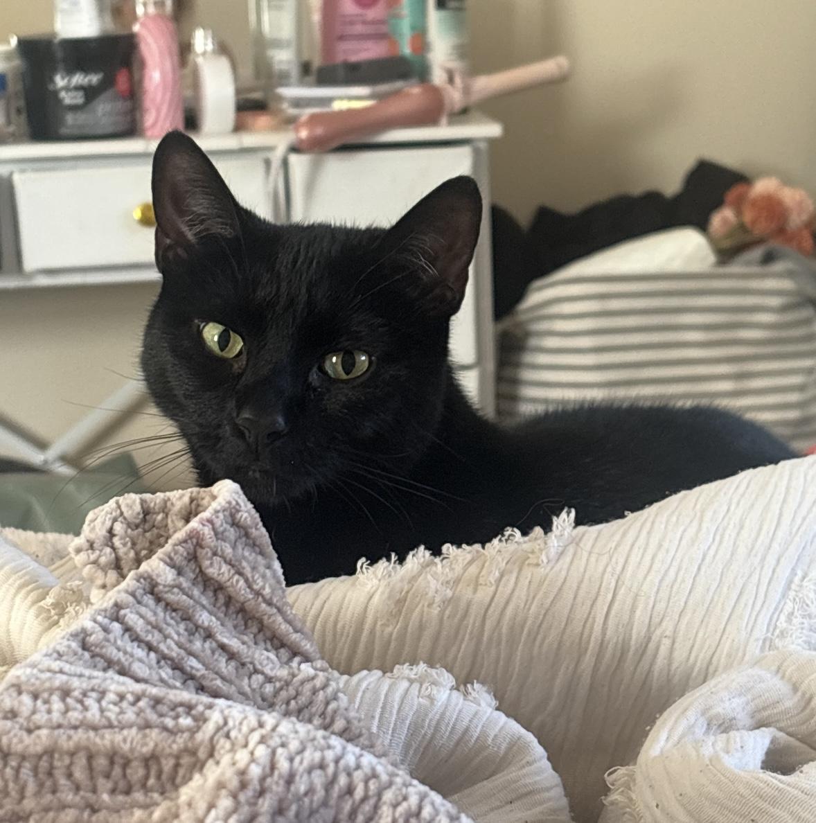 Enlarge JAX, a ADOPTABLE Domestic Short Hair in Churchville, PA image 2/5