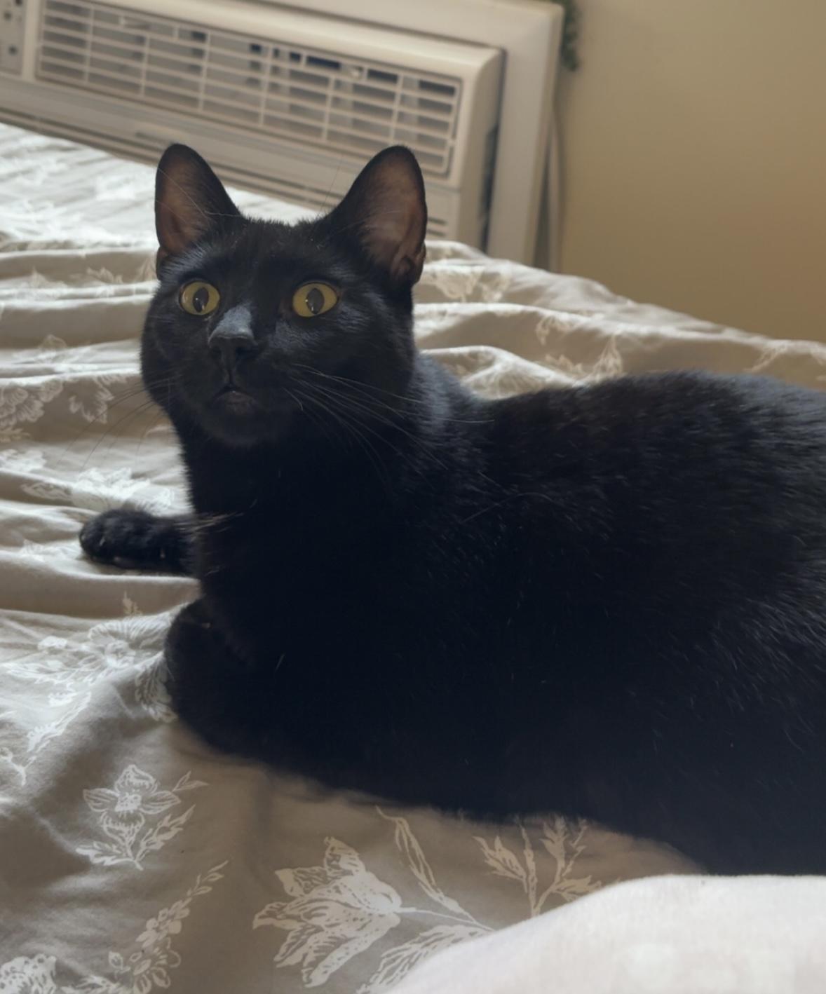 Enlarge JAX, a ADOPTABLE Domestic Short Hair in Churchville, PA image 3/5