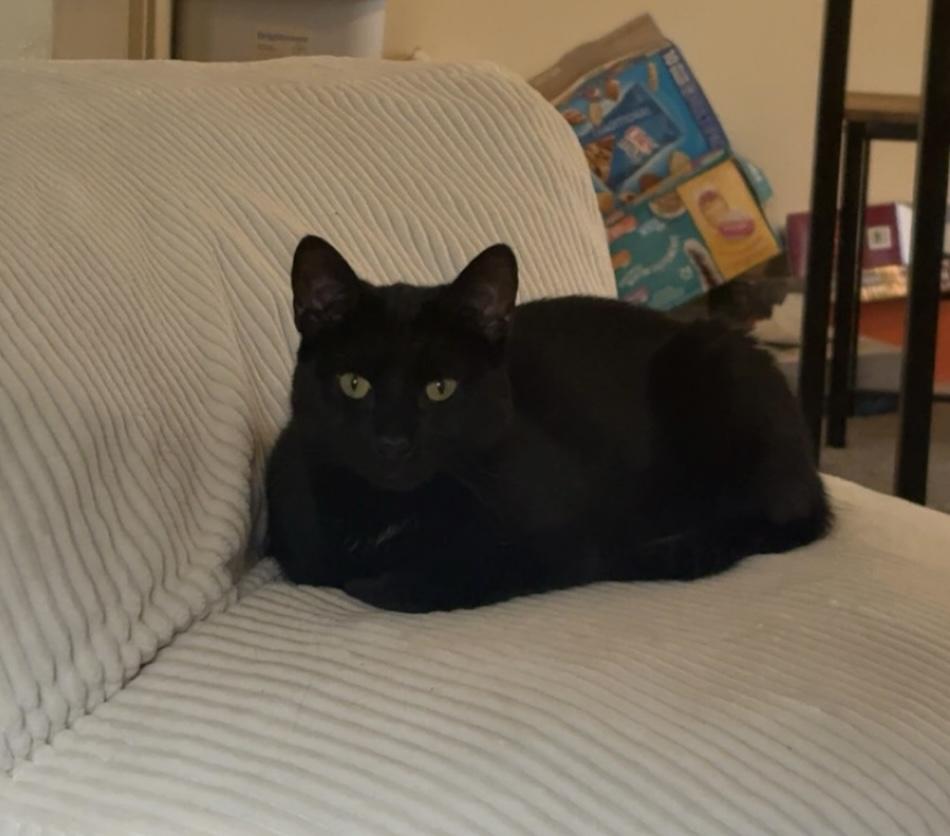 Enlarge JAX, a ADOPTABLE Domestic Short Hair in Churchville, PA image 5/5