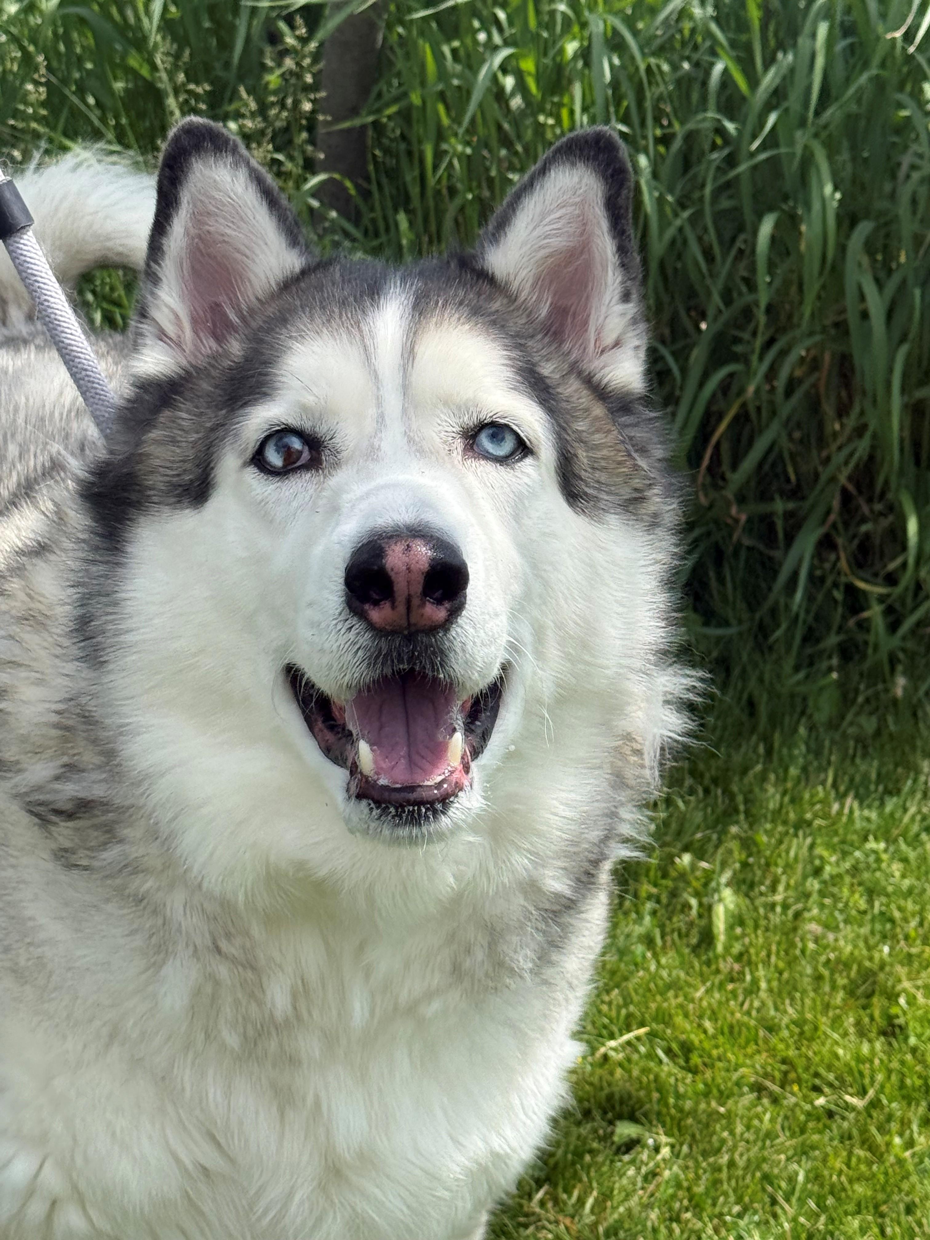 Enlarge Blue, an adoptable Husky in Hamilton, ON image 4/6