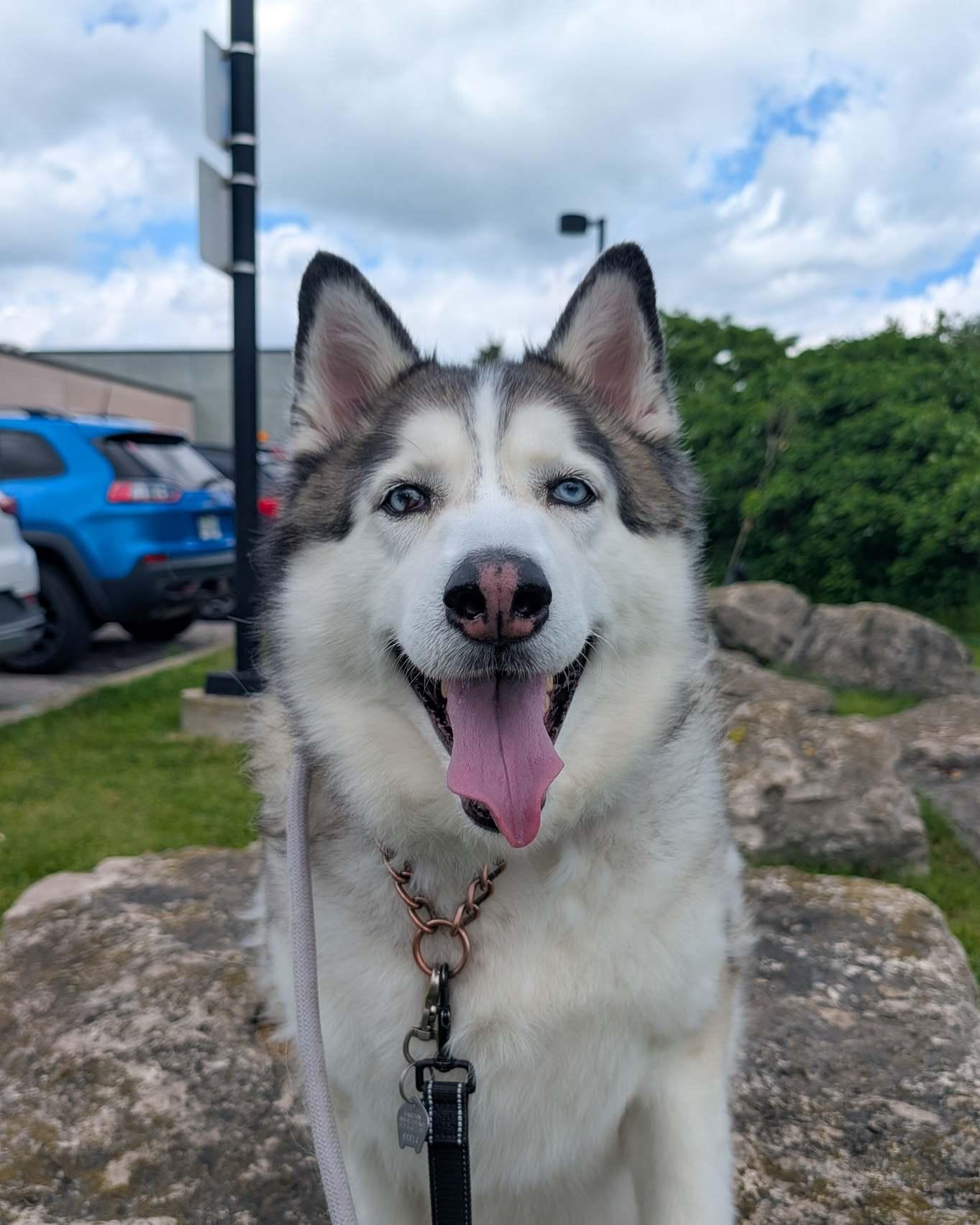 Enlarge Blue, an adoptable Husky in Hamilton, ON image 2/6
