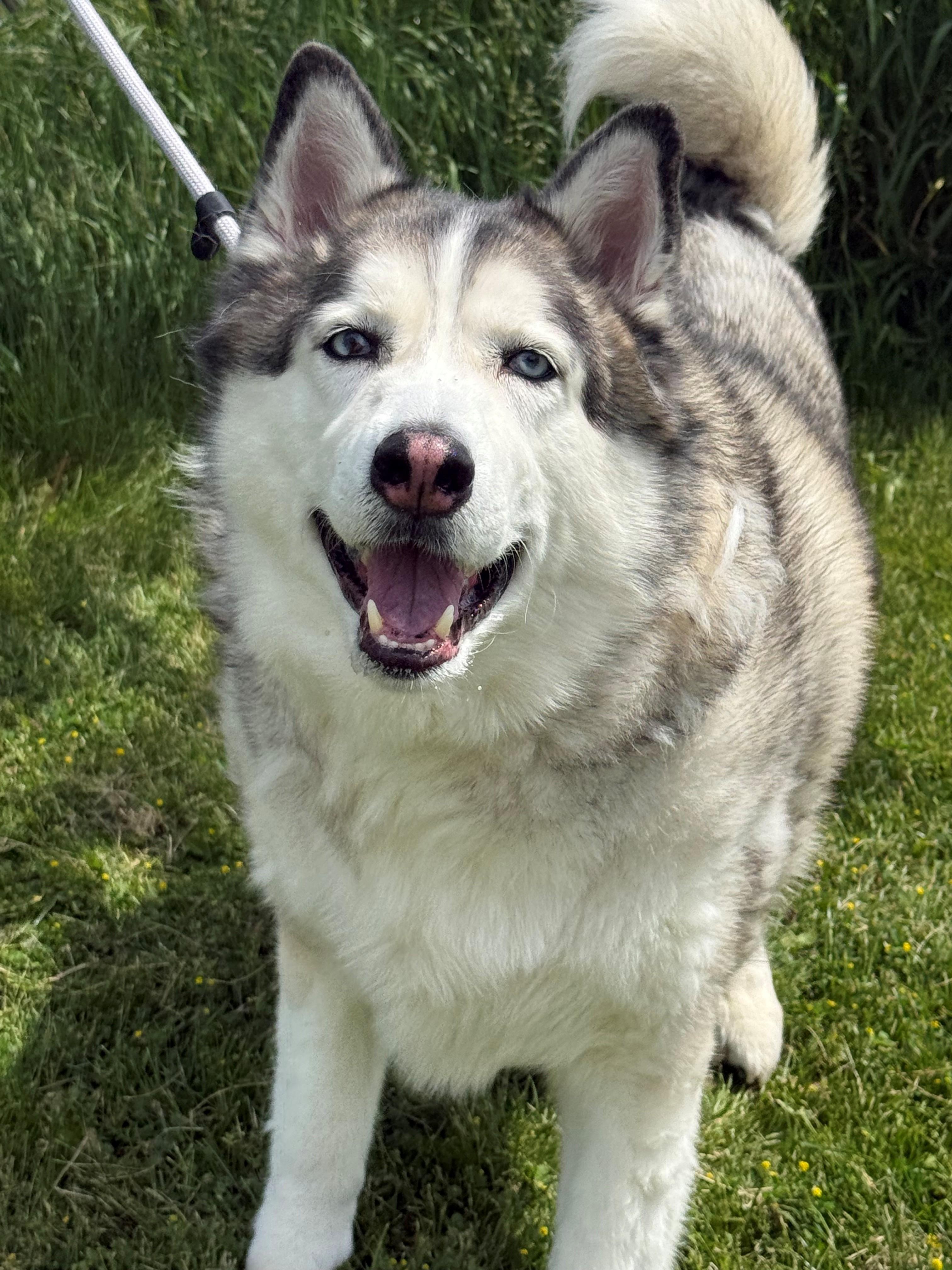 Enlarge Blue, an adoptable Husky in Hamilton, ON image 5/6
