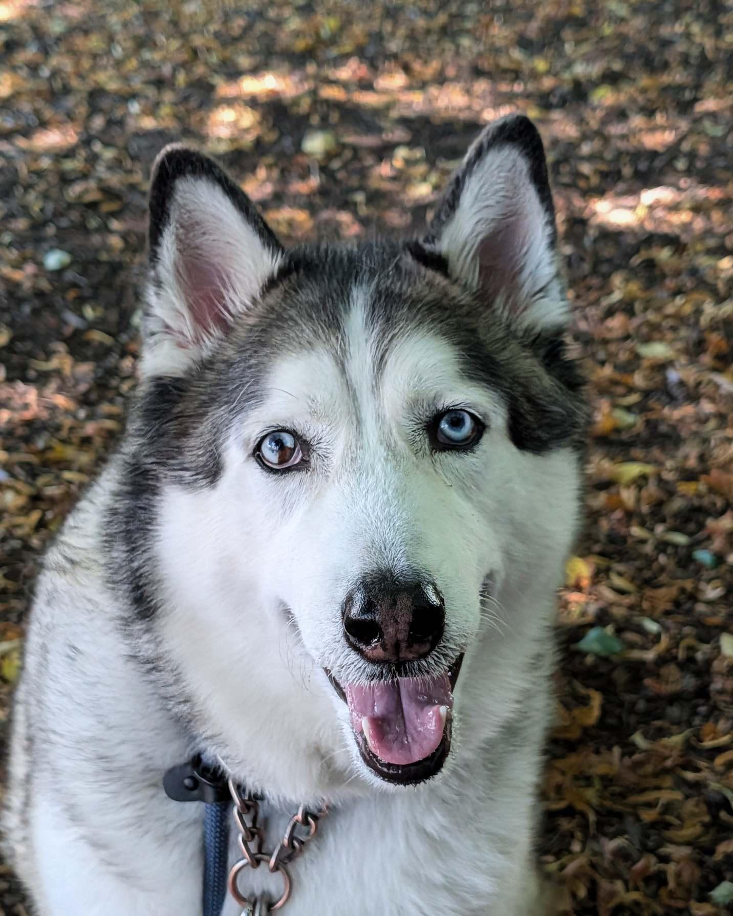 Blue, adoptable, Adult Male Husky.