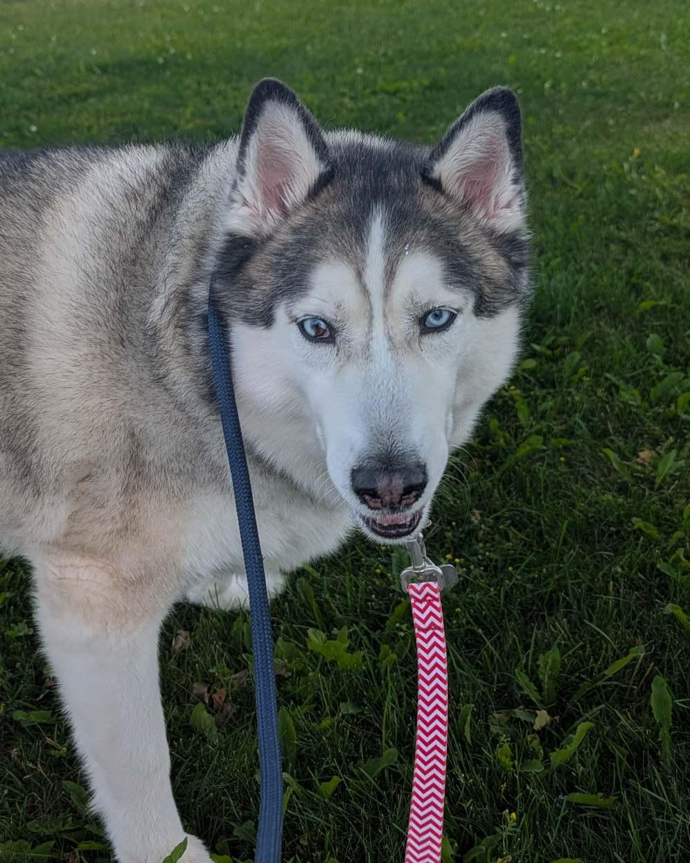 Enlarge Blue, an adoptable Husky in Hamilton, ON image 3/6