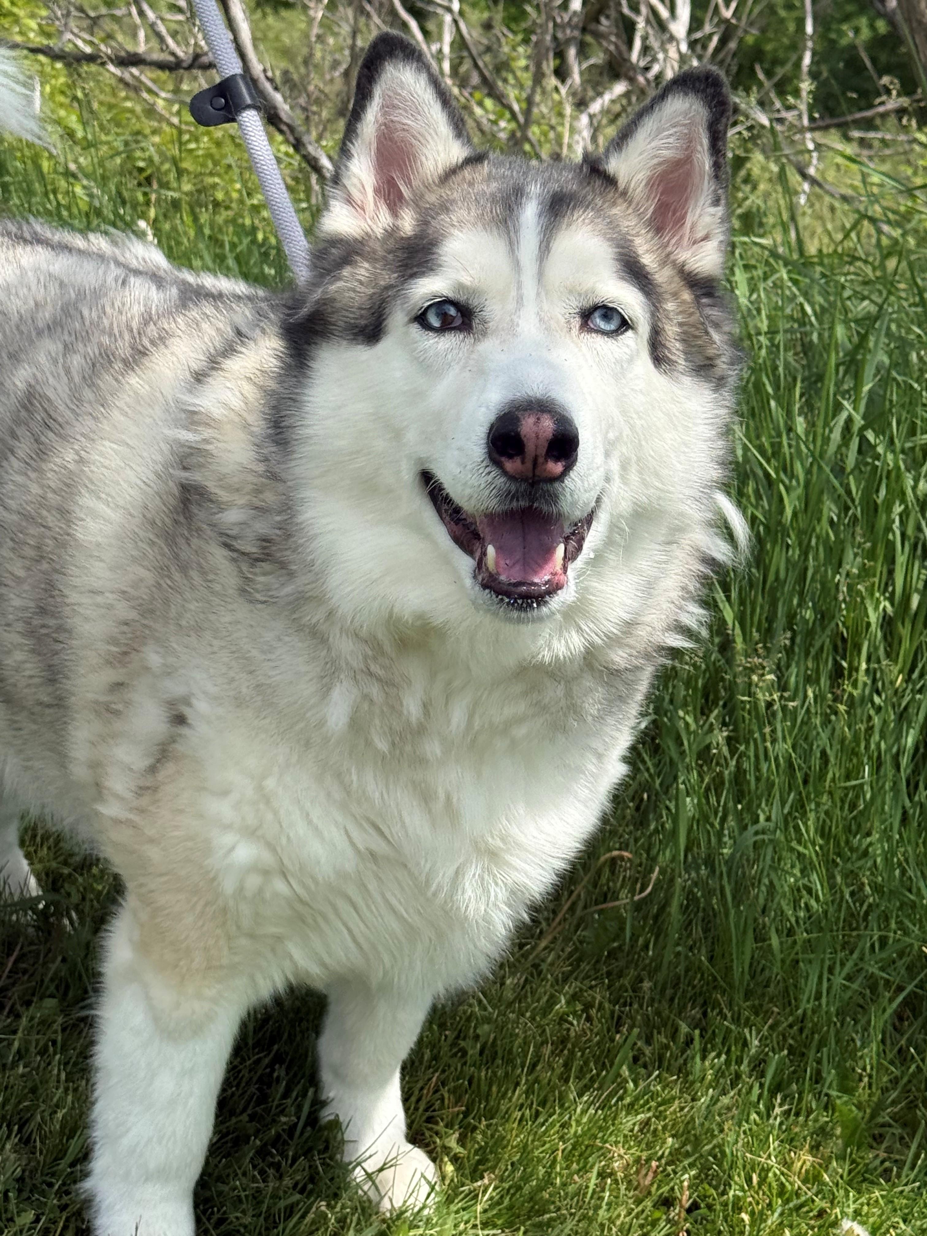 Enlarge Blue, an adoptable Husky in Hamilton, ON image 6/6