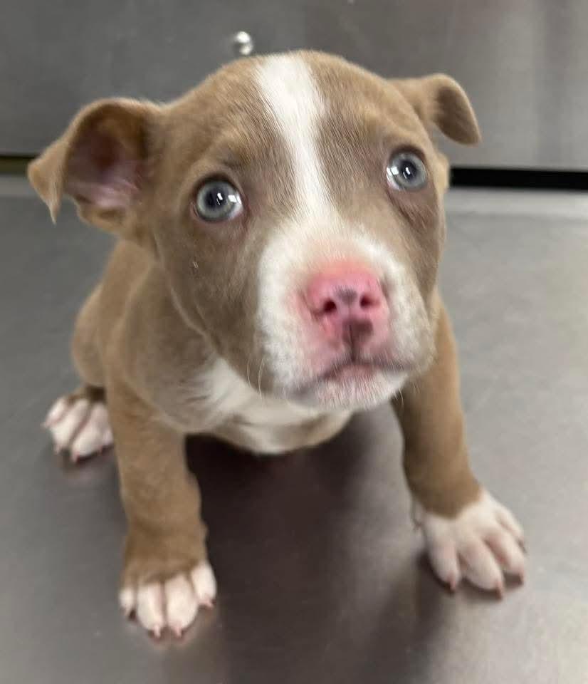 WILLIE B 🩵, adopted, Puppy Male Pit Bull Terrier.