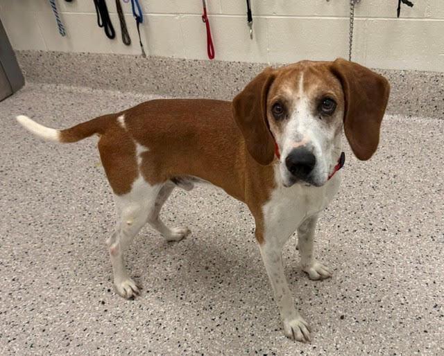 Enlarge Cash, a Adoptable mixed breed in Littleton, CO image 1/1