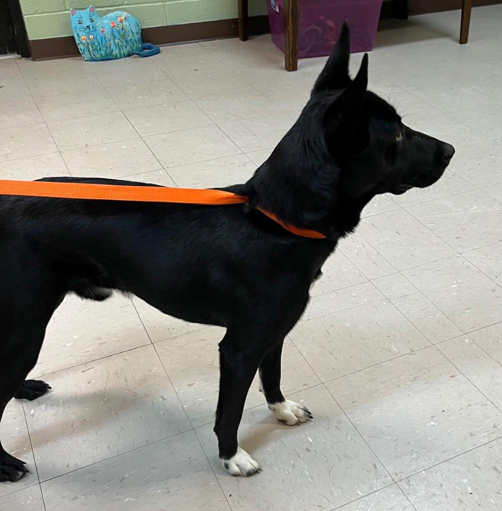 Teddy, Adoptable, Young Male Australian Shepherd & Border Collie.