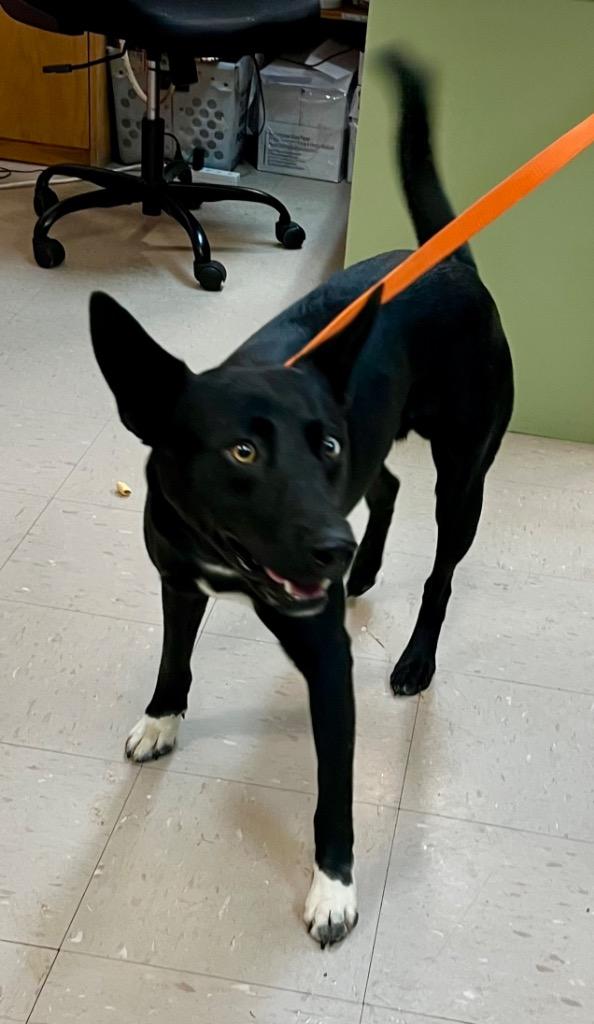 Enlarge Teddy, a Adoptable mixed breed in Burnsville, NC image 2/5