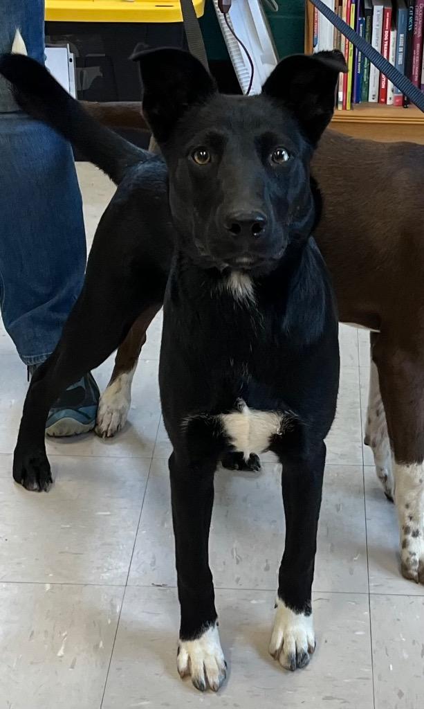 Enlarge Teddy, a Adoptable mixed breed in Burnsville, NC image 3/5