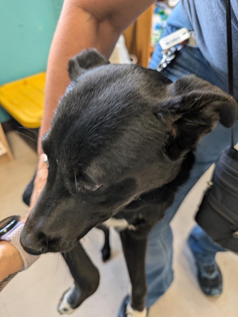 Enlarge Teddy, a Adoptable mixed breed in Burnsville, NC image 4/5