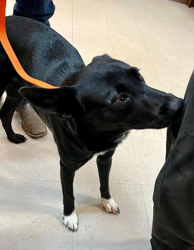 Enlarge Teddy, a Adoptable mixed breed in Burnsville, NC image 5/5