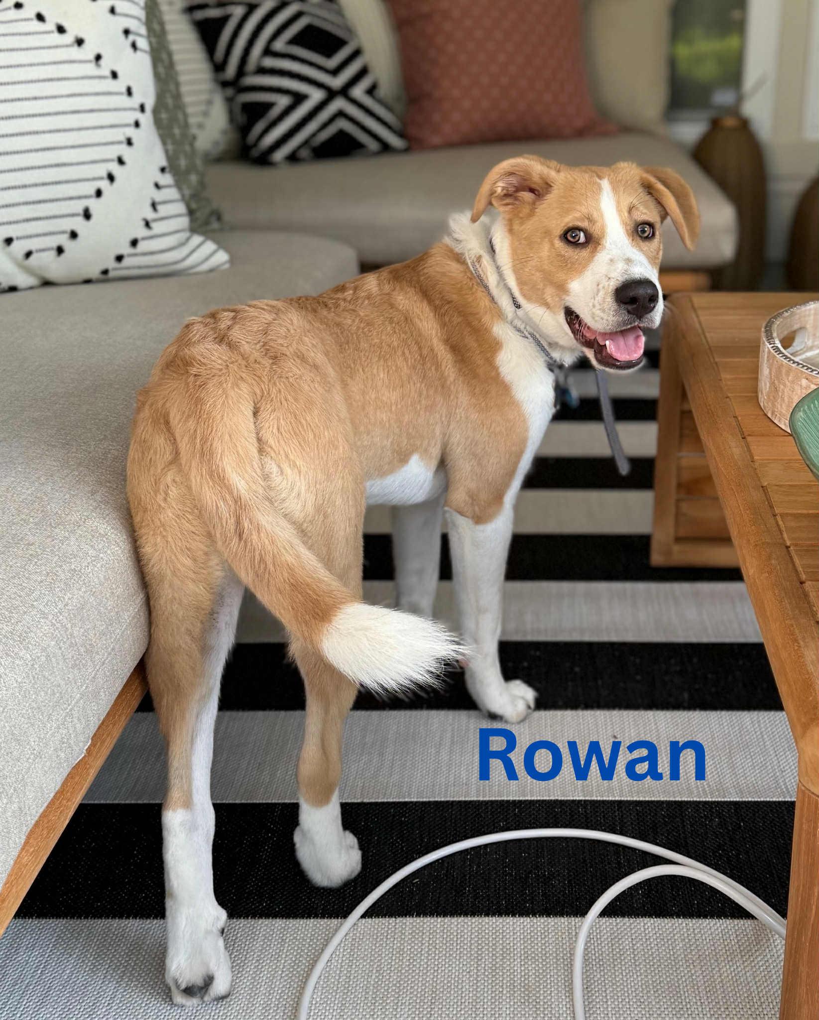 ROWAN, a Adoptable mixed breed in Madisonville, LA image 1/6