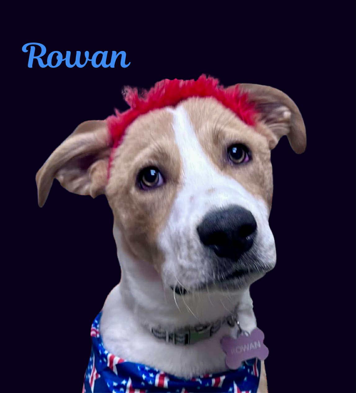 ROWAN, a Adoptable mixed breed in Madisonville, LA image 2/6