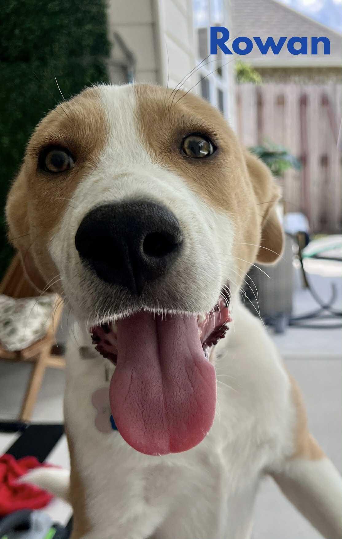 ROWAN, a Adoptable mixed breed in Madisonville, LA image 6/6