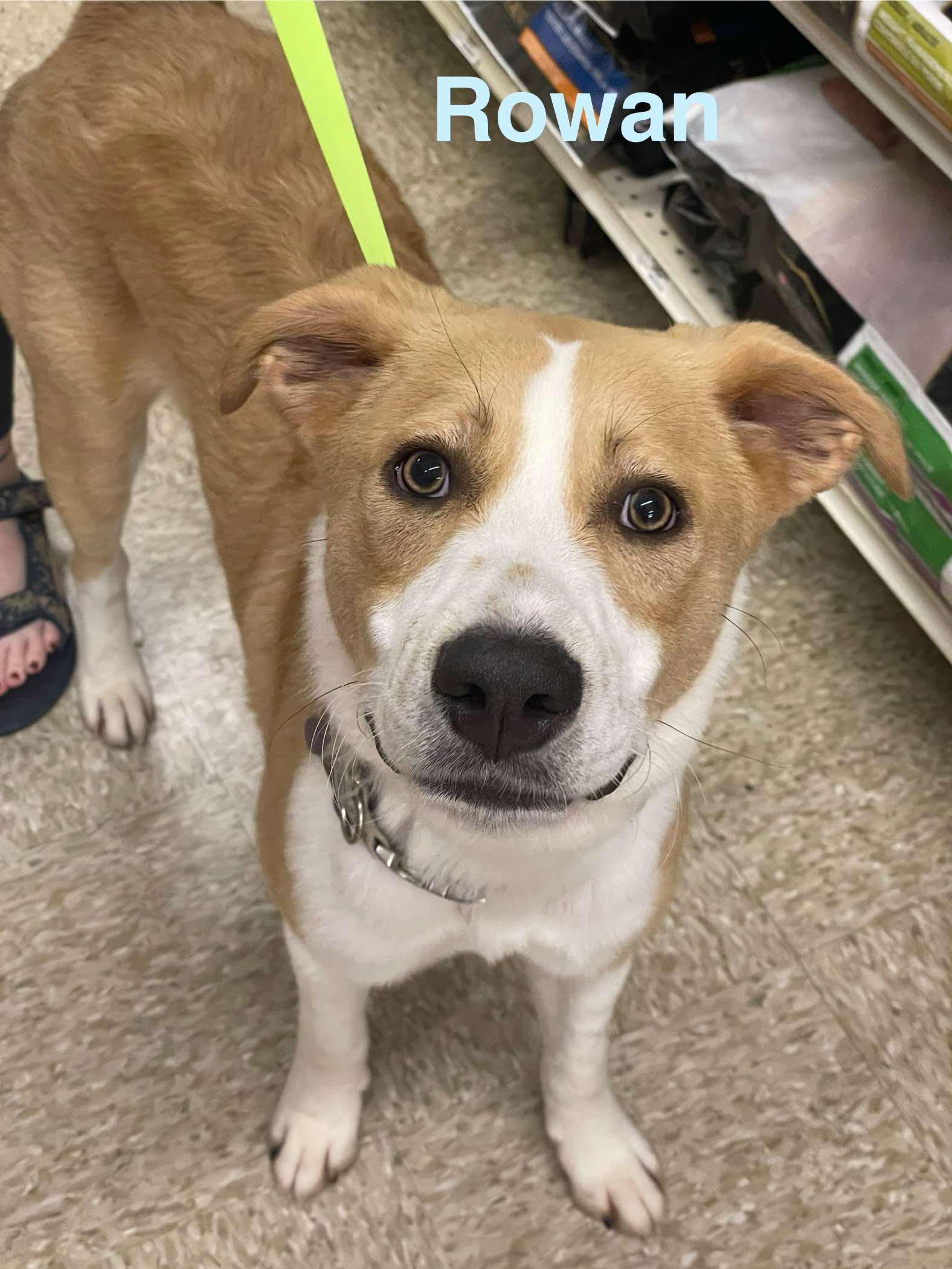 ROWAN, a Adoptable mixed breed in Madisonville, LA image 3/6