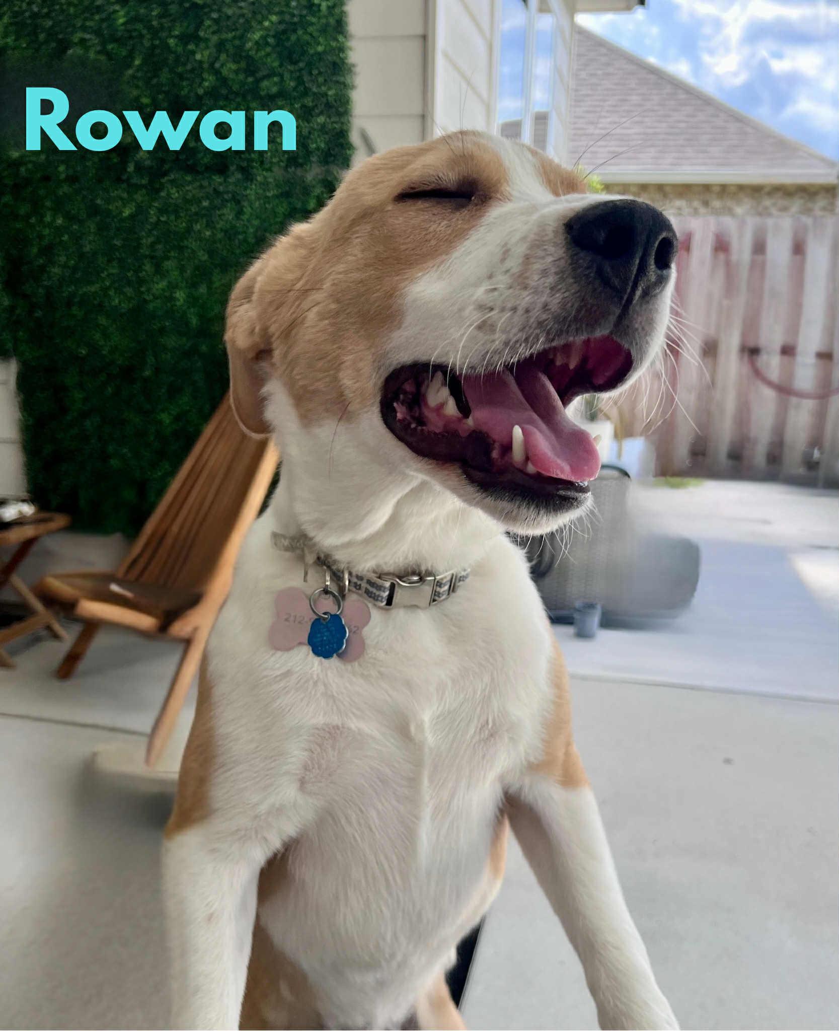 ROWAN, a Adoptable mixed breed in Madisonville, LA image 5/6