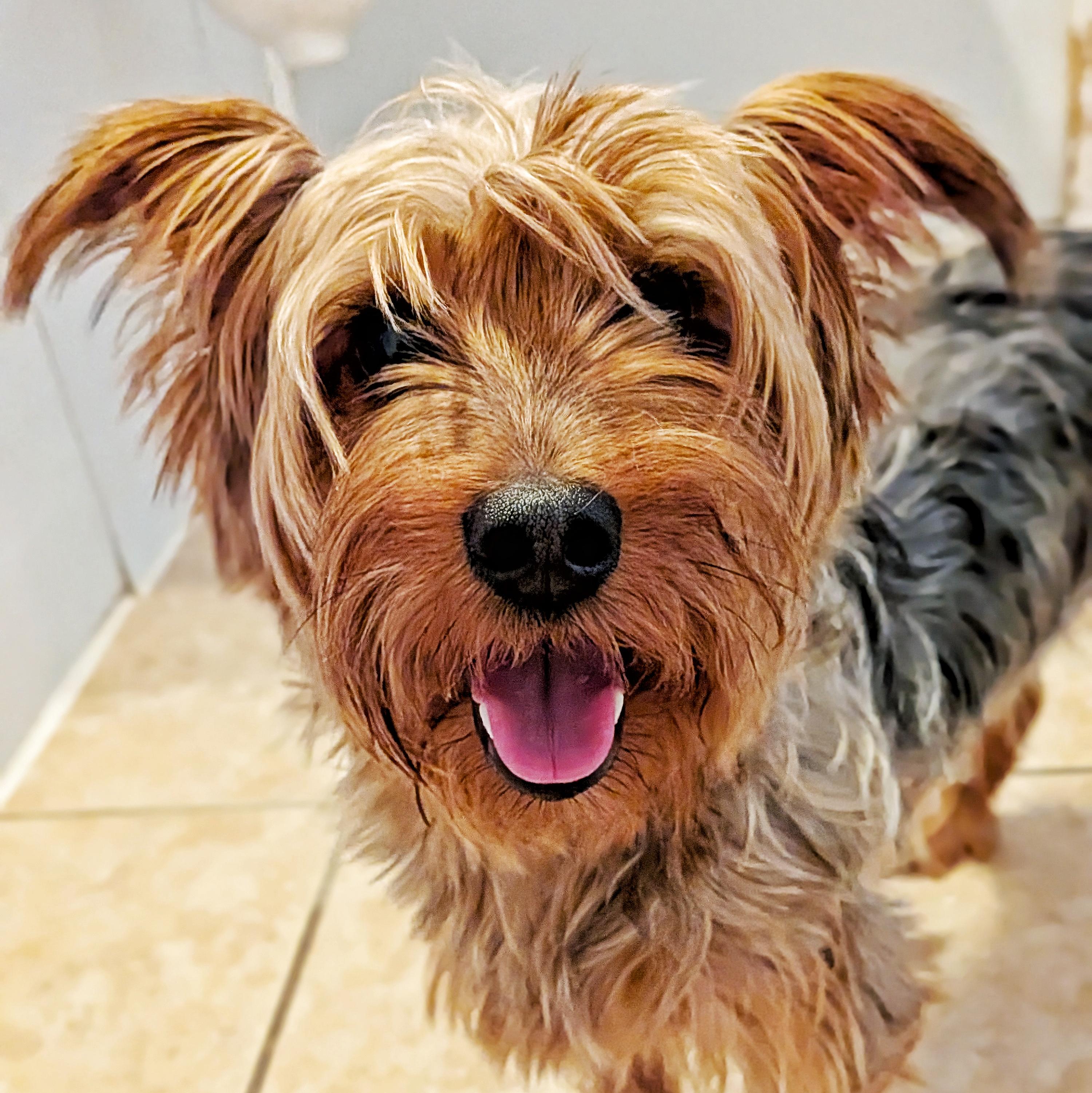 Missie, Adoptable, Adult Female Yorkshire Terrier.