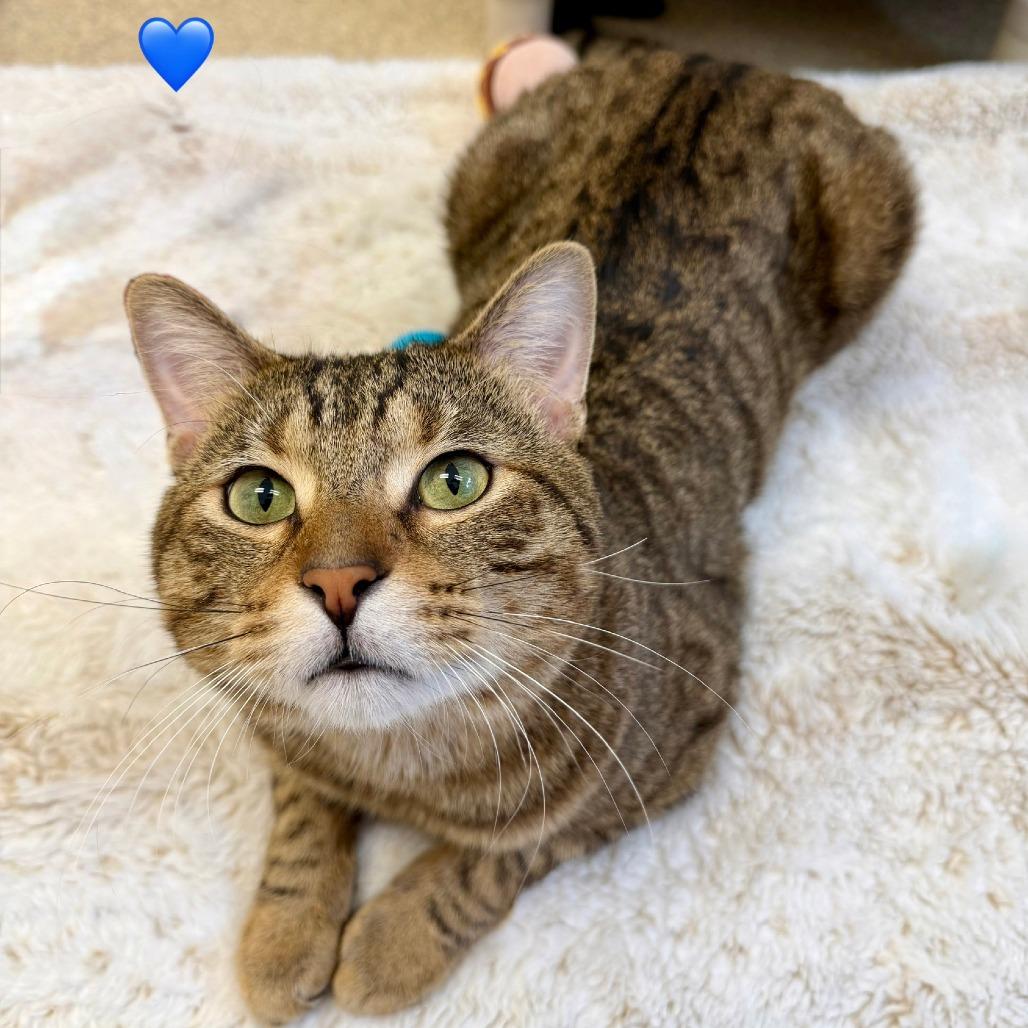 Enlarge Baby Reindeer, a Adoptable Domestic Short Hair in Naperville, IL image 3/6