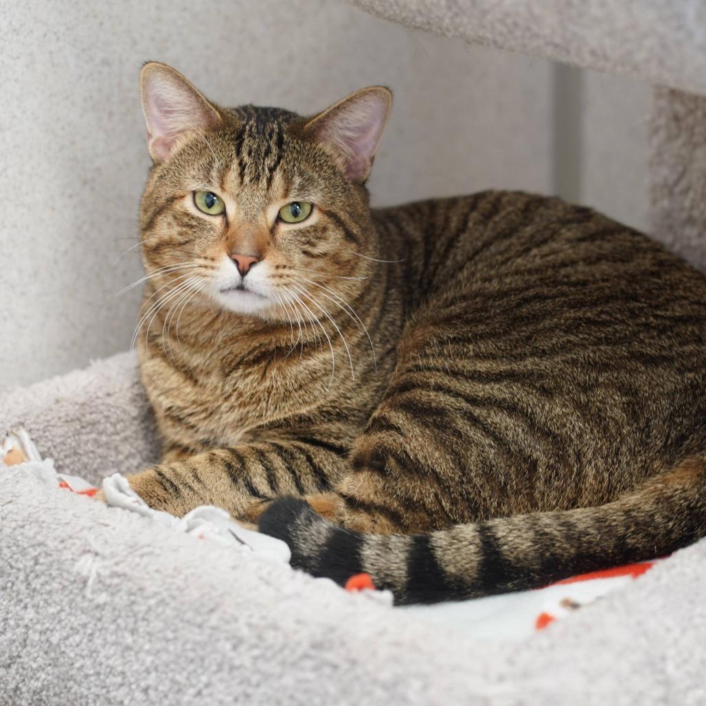 Enlarge Baby Reindeer, a Adoptable Domestic Short Hair in Naperville, IL image 4/6
