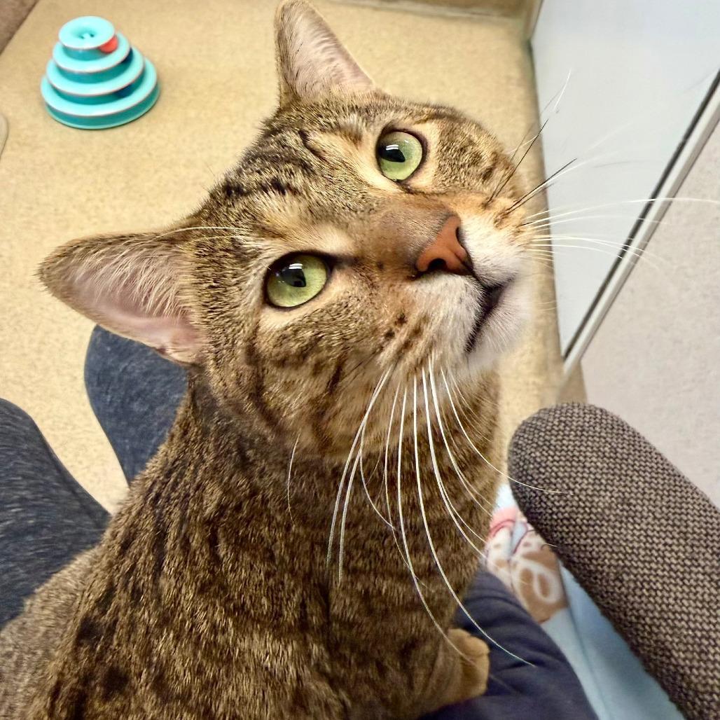 Enlarge Baby Reindeer, a Adoptable Domestic Short Hair in Naperville, IL image 5/6