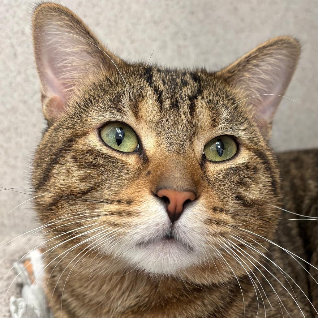 Enlarge Baby Reindeer, a Adoptable Domestic Short Hair in Naperville, IL image 6/6