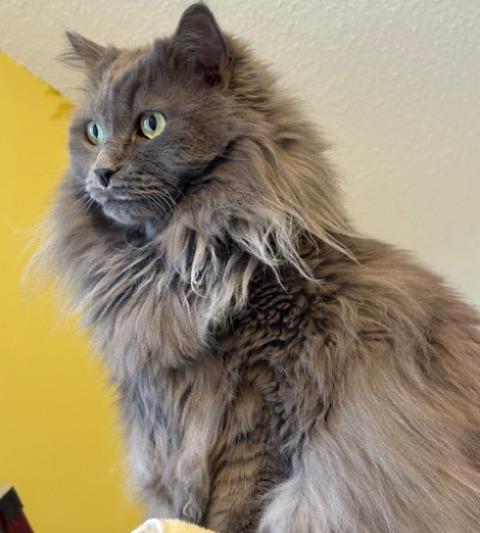 Harvey (part Persian), a Adoptable Domestic Long Hair in Fairfax, VA image 1/4