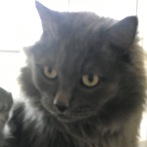 Harvey (part Persian), a Adoptable Domestic Long Hair in Fairfax, VA image 3/4