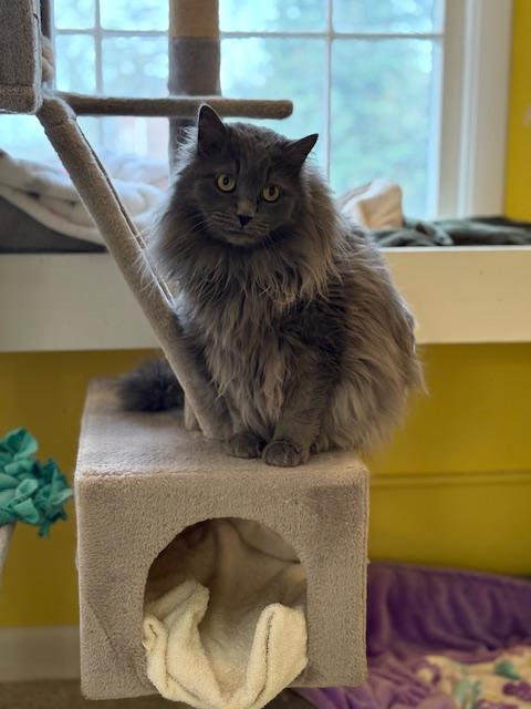 Harvey (part Persian)