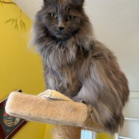 Harvey (part Persian)