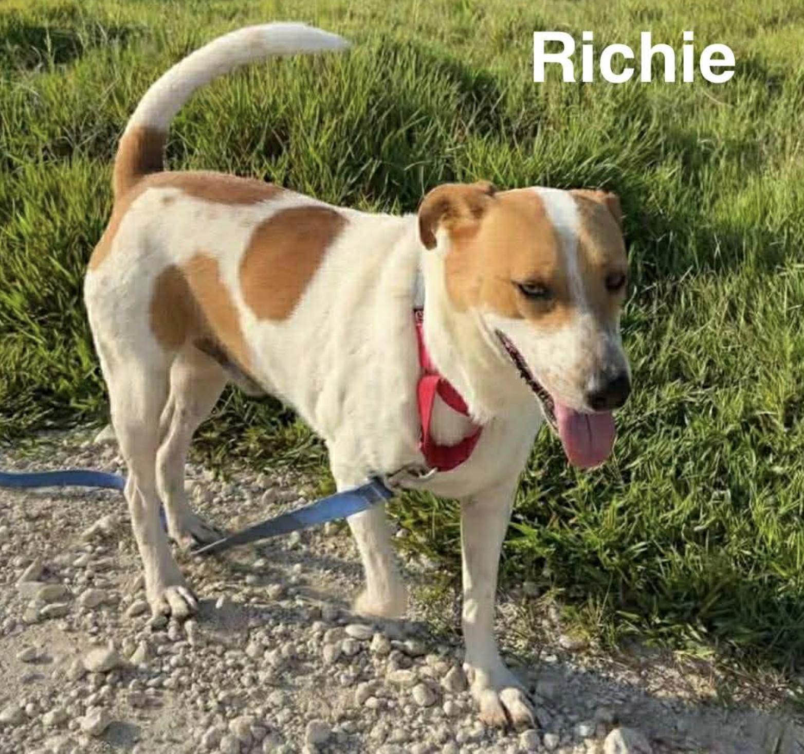 Richie — thumbnail 2