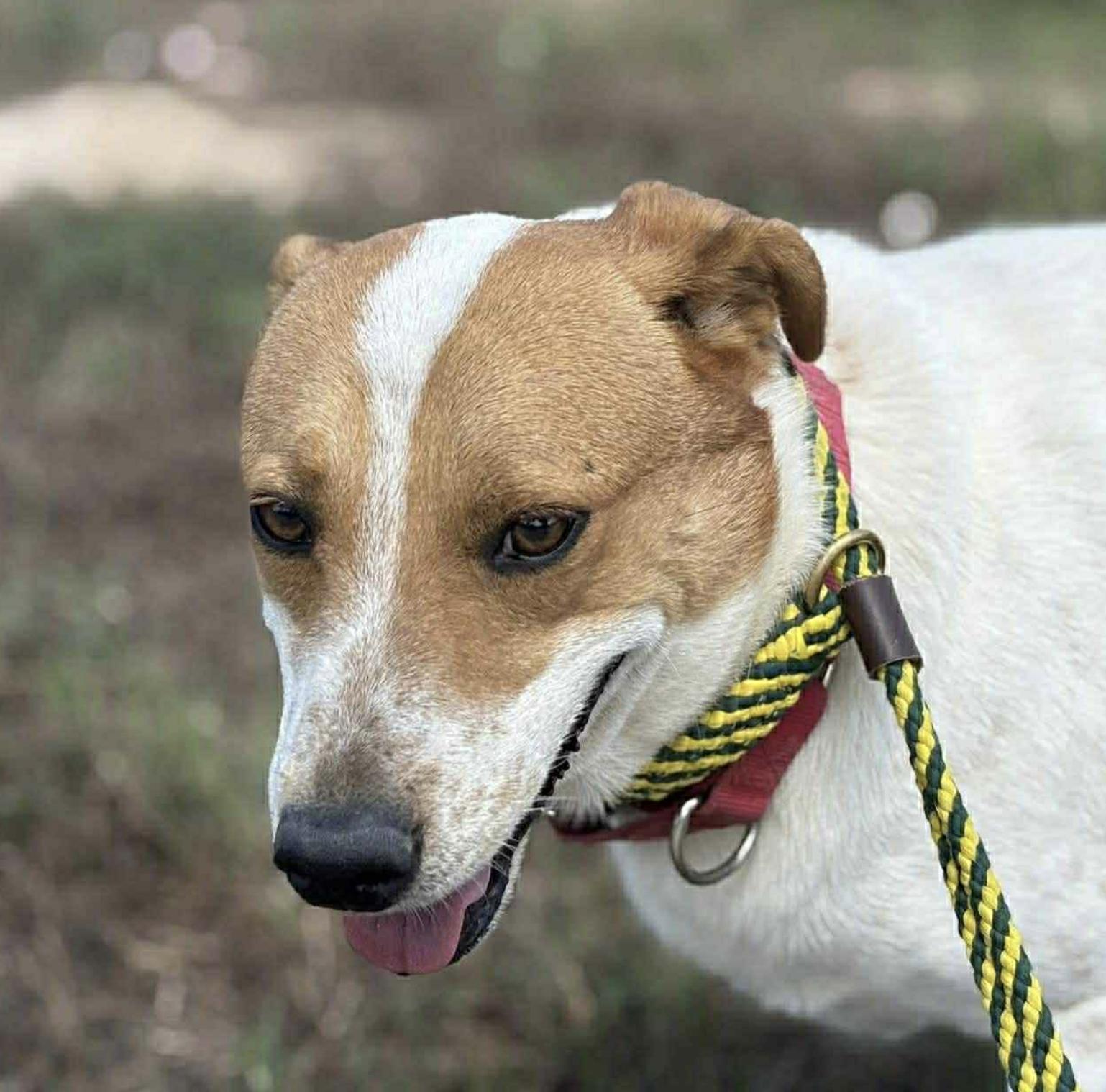 Richie — thumbnail 3