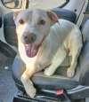 Enlarge Duke, a ADOPTABLE mixed breed in Sudbury, MA image 2/2