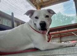 Duke, ADOPTABLE, Young Male Labrador Retriever & American Bully.