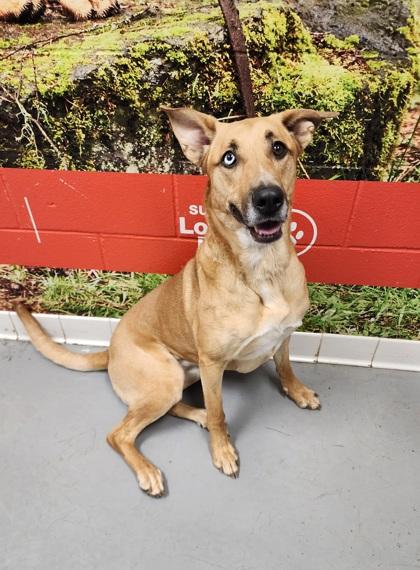 Sheba, a Adoptable Shepherd in Lafayette, IN image 2/2