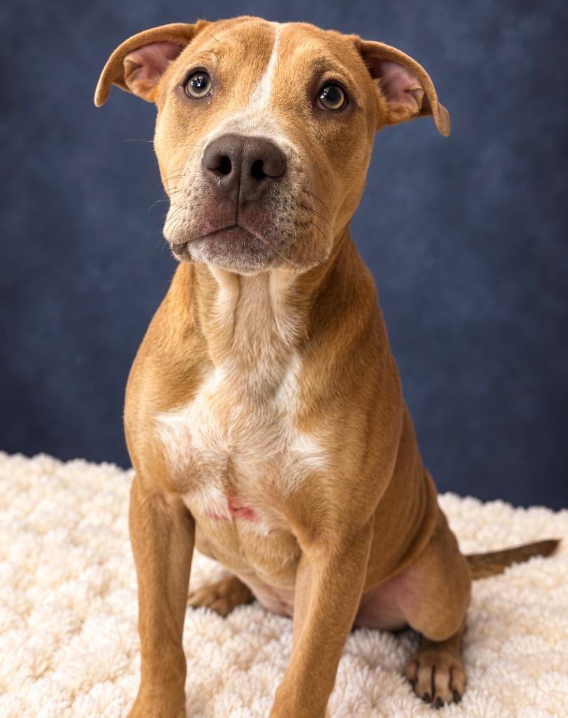 Enlarge KARINA, a Adoptable Terrier in Wintersville, OH image 1/1