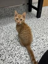 Sky, Adoptable, Kitten Female Domestic Short Hair & Domestic Short Hair.