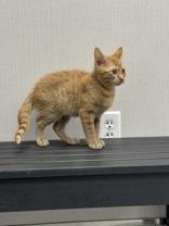 Sky, a Adoptable mixed breed in Fergus Falls, MN image 2/2