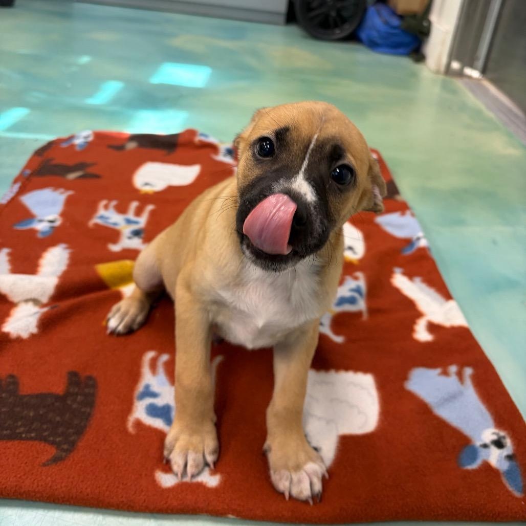 Snappy, an adopted mixed breed in Danbury, CT image 3/4
