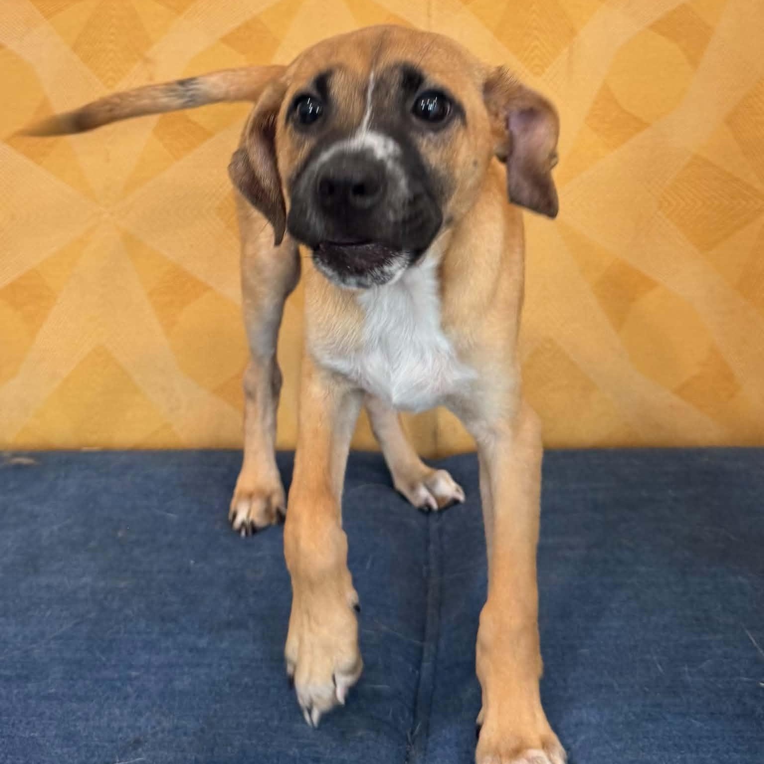 Snappy, an adopted mixed breed in Danbury, CT image 2/4