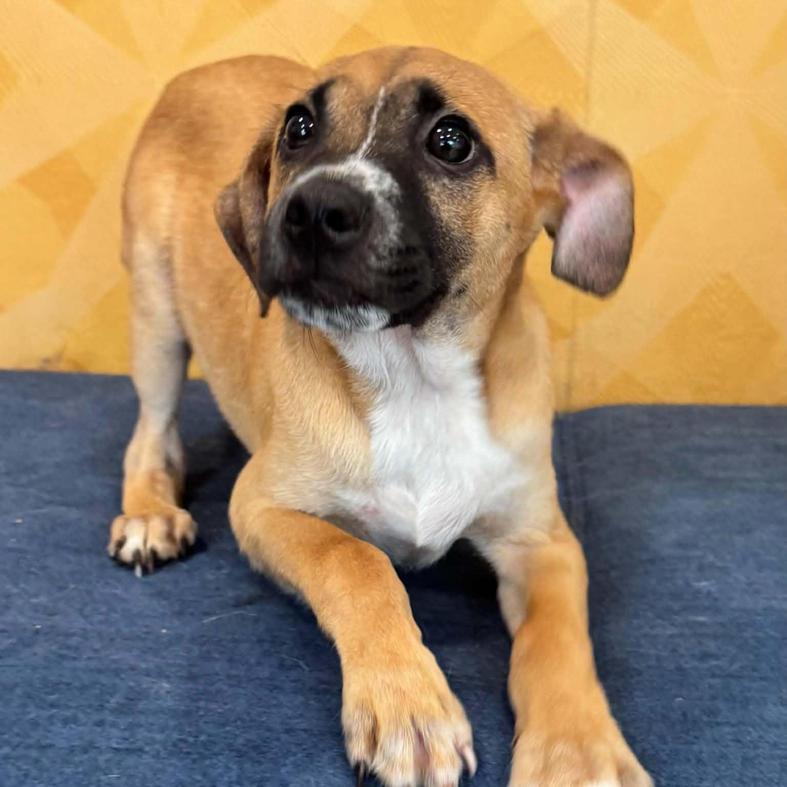 Snappy, an adopted mixed breed in Danbury, CT image 4/4