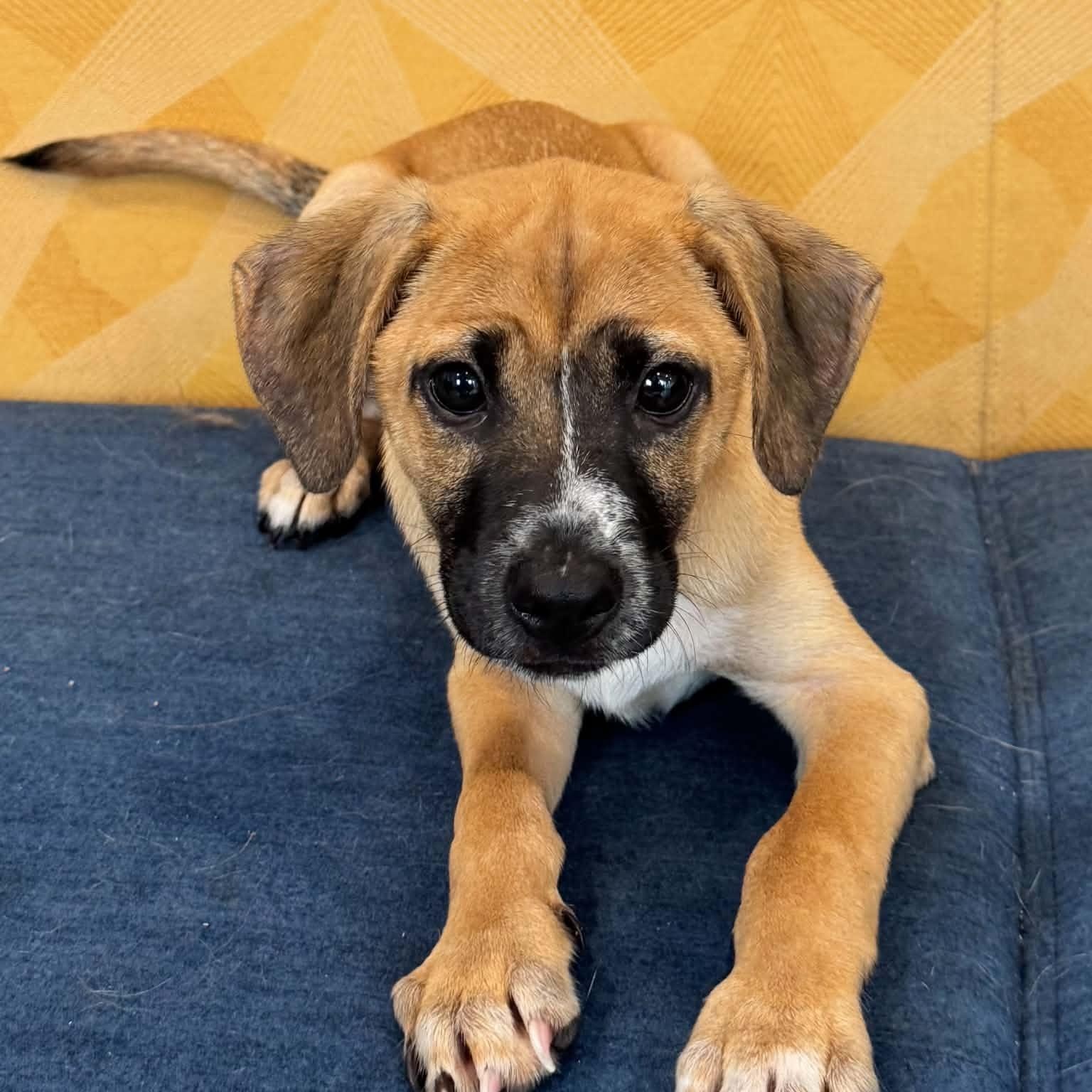 Snappy, adopted, Puppy Male Terrier.